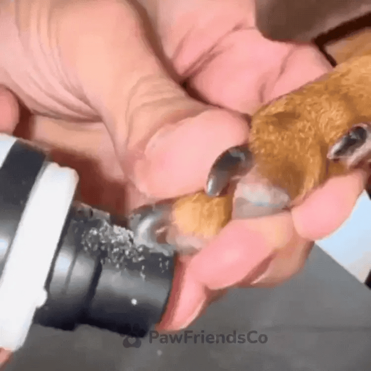 QuietPaw™ Pet Trimmer