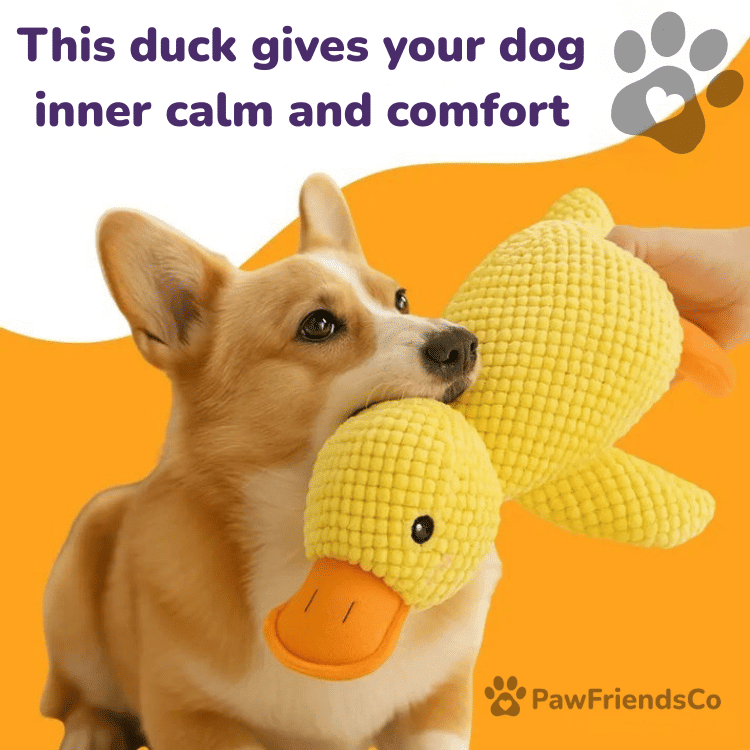 Anti - stress duck - PawFriendsCo