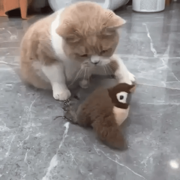 Flappy Buddy Cat Toy - PawFriendsCo