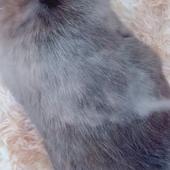 MistBrush in action 3